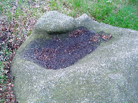 Herkulesferse