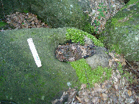 Vendedigerschssel